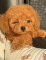 Wuffy Robot Puppy customer